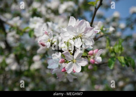 In der Nähe von Apple Blüten im Frühling, im April fotografierte, Deutschland/Europa Stockfoto