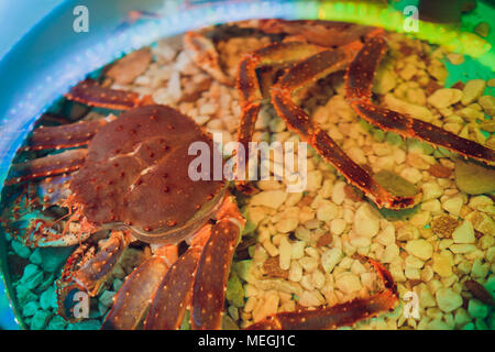 Behaartes red King Crab Holding eine Muschel Stockfoto