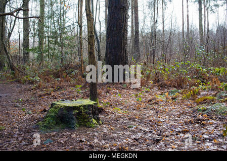 Ein einsamer Baumstumpf wird in Moos im Allerthorpe Wald bedeckt Stockfoto