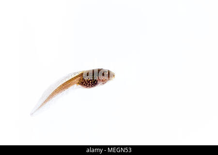 Grasfrosch tadpole Makro Bilder Stockfoto