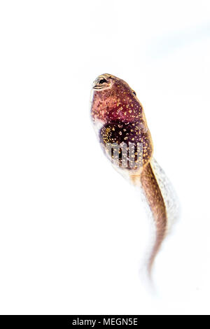 Grasfrosch tadpole Makro Bilder Stockfoto