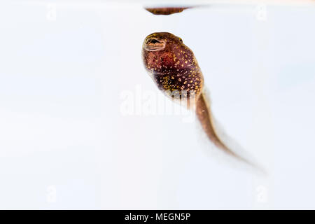 Grasfrosch tadpole Makro Bilder Stockfoto