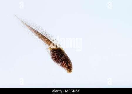 Grasfrosch tadpole Makro Bilder Stockfoto