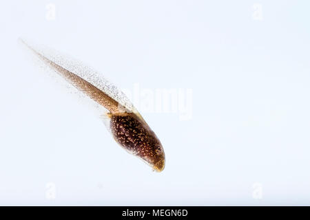 Grasfrosch tadpole Makro Bilder Stockfoto