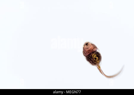 Grasfrosch tadpole Makro Bilder Stockfoto