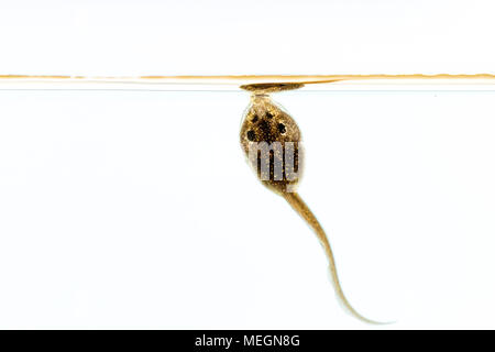 Grasfrosch tadpole Makro Bilder Stockfoto