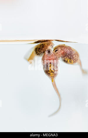 Grasfrosch tadpole Makro Bilder Stockfoto