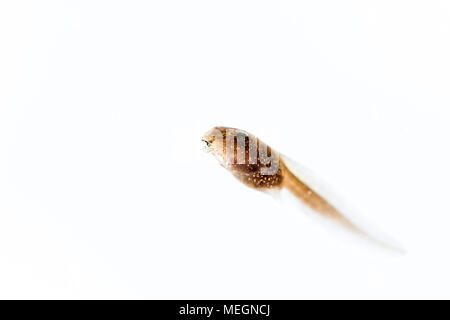 Grasfrosch tadpole Makro Bilder Stockfoto