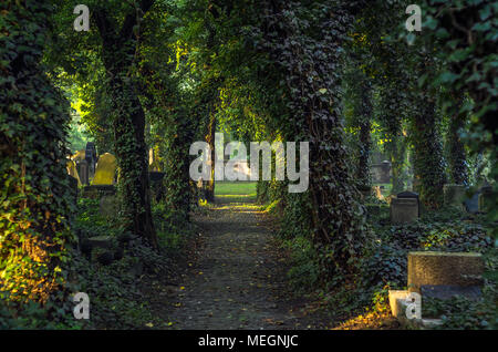 Ebnet die Gasse auf der geheimnisvollen Alten Jüdischen Friedhof mit Grabsteinen und Efeu bedeckt Bäume bei Sonnenaufgang in Zabrze, Schlesischen Hochland, Polen. Stockfoto