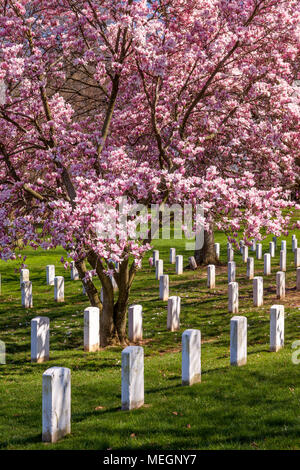 Magnolienbäume blühen über die grabsteine von Arlington National Cemetery in der Nähe von Washington, DC, USA Stockfoto