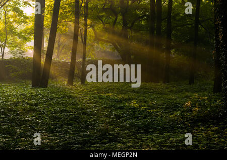 Sonnenstrahlen, die durch die Zweige und Blätter in den geheimnisvollen magischen Wald im Sommer während der Sunrise in Zabrze, Schlesien, Polen. Stockfoto