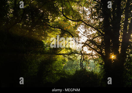 Lichtstrahlen, die durch die Zweige und Blätter in den geheimnisvollen magischen Wald im Sommer während der Sunrise in Zabrze, Schlesien, Polen. Stockfoto