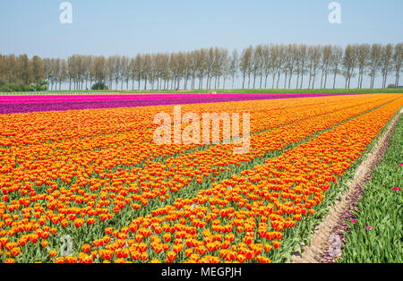 Bereich der rot gelb und lila Tulpen in Holland Stockfoto