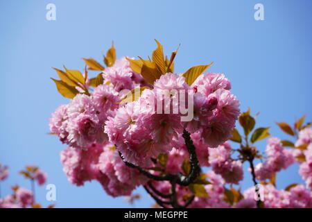 Mandelblüte im Frühling, leuchtend rosa in voller Blüte Stockfoto