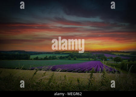 Lavendelfelder in Kent bei Sonnenuntergang, Kent, England Stockfoto