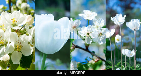 Collage aus schönen weißen Blumen im Garten Stockfoto