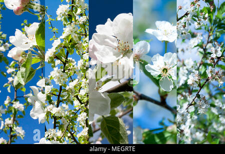Collage aus schönen apple tree weiße Blumen Stockfoto