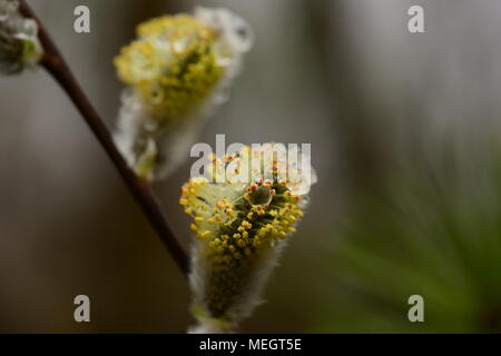 Willow Knospe mit Wassertropfen in der Wildnis in den frühen Frühlingsmorgen nach dem Regen Stockfoto