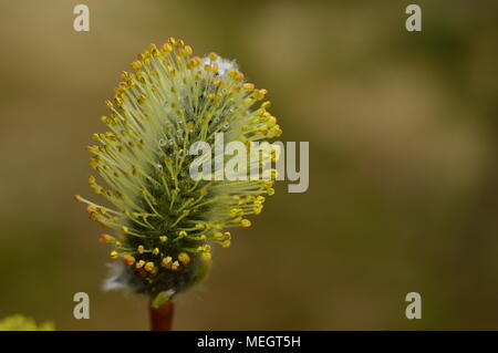 Blüte im Frühjahr weide Knospe im Tropfen Morgentau Stockfoto