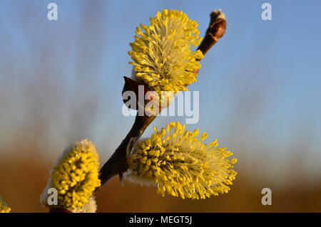 Flauschige gelb blühende Frühling Knospen Willow auf einem Zweig Stockfoto