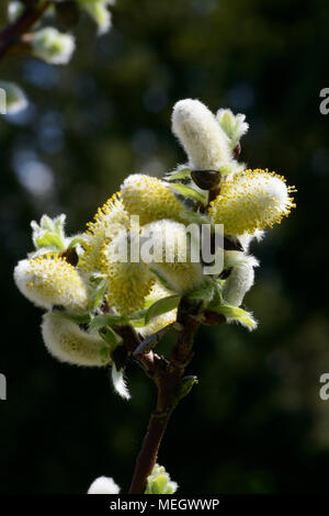 Halberd Willow [Salix hastata Wehrhahnii] Palmkätzchen im Frühjahr Stockfoto