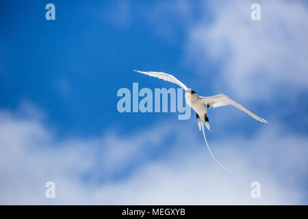 Seychellen - White-tailed tropischer Vogel in blauer Himmel Stockfoto