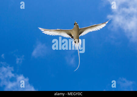 Seychellen - White-tailed tropischer Vogel in blauer Himmel Stockfoto