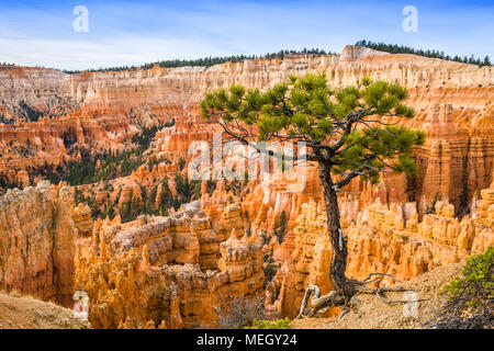 Bryce Canyon National Park, Utah, USA, mit einem Baum auf der Felge. Stockfoto