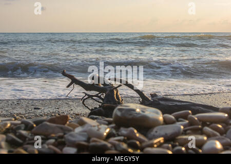 Treibholz, gewaschen, am Meer auf einem Kiesstrand, transparente Wellen mit Schaum, an einem warmen Sommertag Stockfoto