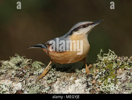 Europäische nach Kleiber (Sitta europaea) auf einer Flechte bedeckt in Cardiff, South Wales UK anmelden gehockt Stockfoto