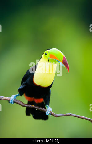Keel Billed Toucan, aus Mittelamerika. Stockfoto