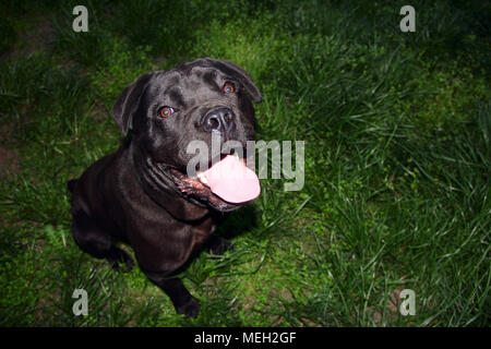 Schwarzer Hundestock corso. Foto. Stockfoto