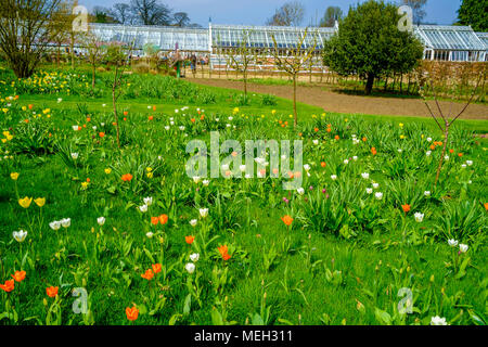 Tulpen blühen im Helmsley Walled Garden North Yorkshire im Frühjahr Stockfoto