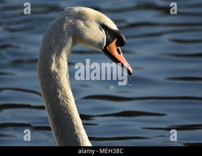 White Swan Kopf und Hals Stockfoto