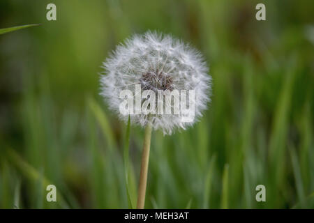 Löwenzahn Blume Samen Kopf, in der Nähe Stockfoto