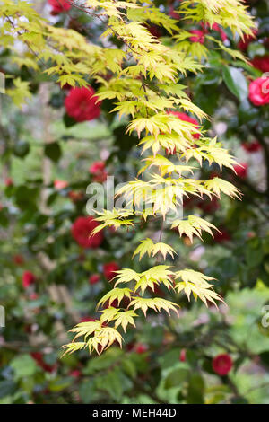 Acer palmatum 'Orange Dream' Blätter im Frühjahr. Stockfoto