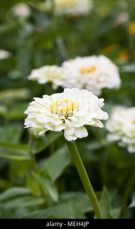 Zinnia elegans' Benary Giant's White' Blume. Stockfoto