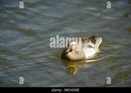 Krickente (Spachtel) querquedula dabbling Ente im Teich. Die Schweiz. Stockfoto