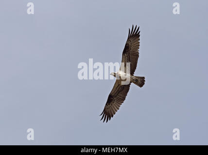 Fischadler, Pandion haliaetus, fliegen darüber Stockfoto