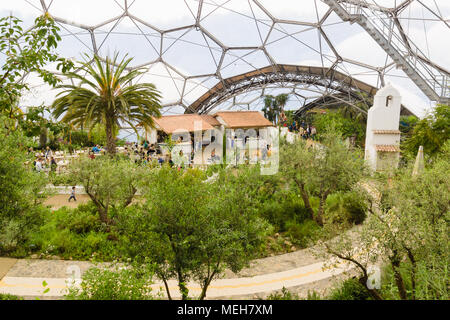 Das Eden Projekt Mediterrane biome eine beliebte Sehenswürdigkeit in einem ehemaligen Steinbruch mit tropischen Gärten in riesigen Kuppeln in 2001 eröffnet untergebracht war Stockfoto