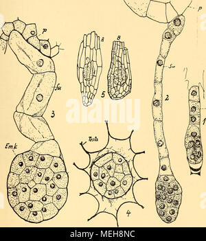 . Die Entwicklung der generativen Organe von Himanto - glossum hircinum Spr. . Abb. 28. 1) 10-zelliger Embryo. 11. Juni 1913. Vergr. 350: 1. 2) 12-u. 7-zelliger Embryo tritt mit dem suspensor die Plazenta. 16. Juni 1913. Vergr. 350: 1. 3) Ausgebildeter Embryo im Längsschnitt. 24. Juni 1913. Vergr. 350: 1. 4) Querschnitt durch den Samen. Testa umgibt den Embryokörper sterben. Vergr. 350: 1. 5) Reife Samen von vorn und von der Seite. Vergr. 70:1. In der mittleren und unteren Zellgruppe nochmals finden abwechselnd je zwei Teilungen statt, so daß der sechzehnzellige Embryo 1) Zitat aus Coulter&amp; Stockfoto