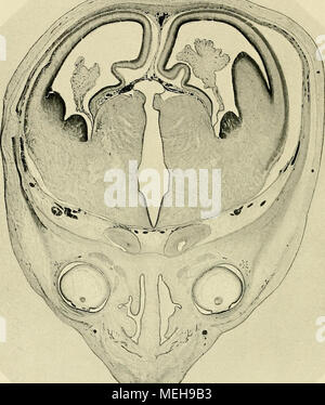 . Die Entwickelung des menschlichen Gehirns: 5/6 der ersten Monate: Untersuchungsergebnisse. Abb. 61. Querschnitt durcli das Vorderhirn von Foeius Cr fSSI. 60 mm). Die wellenförmige Biegung des Hemisphärenlimbus ist stärker ausgebildet als bei den jüngeren Stufen von Figg. 59 n. 60, und sterben sterben Bogen - furche von Ihr Browser kann leider keine eingebetteten Frames anzeigen Ihr einfassenden Faltet treten nach der Mittelebene zu winklig hervor. (Zu Seite 90.) Sterben obere of this Rinnen Technologie der accessorischen Bogenfurche ein, die untere ist die eigentliche bogenfurche. Man vergleiche die obenstehenden Schnitt-^) Sterben Biegungen des Hemisphärenlim Stockfoto