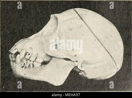 . Die Entstehung der Arten auf Grund von Vererben erwobener Eigenschaften nach den Gesetzen organischen Wachsens: Ein Beitrag zur einheitlichen Auffassung der Lebewelt. Abb. 25. Schädel eines jungen Schimpanse.ist beim Orang jederseits deutlich, hat aber erst ungefähr sterben Lage wie beim erwachsenen Menschen, bei Schimpanse und Gorilla ist noch nichts oft zu sehen. Bei einem etwas älteren, stark im Zahnwechsel- griffenen Schimpanse erscheint sie jederseits deutlich, aber sterben zwei Linien lassen noch einen weit größeren Zwischenraum zwischen sich als beim erwachsenen Weibchen: es Rücken al Stockfoto