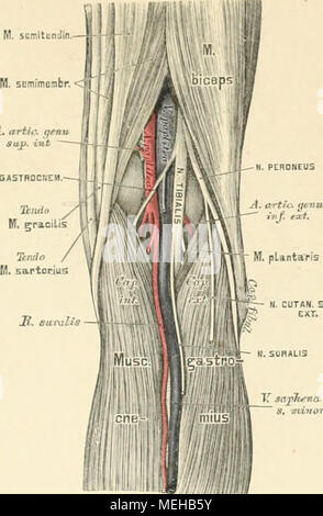 . Die beschreibenden und topographische Anatomie des Menschen. 74 N. Topographische Anatomie der Kniekehle. Stockfoto