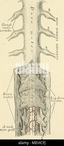 . Die beschreibenden und topographische Anatomie des Menschen. 562. Der llalstheil des Rückenmarkes mit-11 Lilien. Ansicht tob hinten. Stockfoto