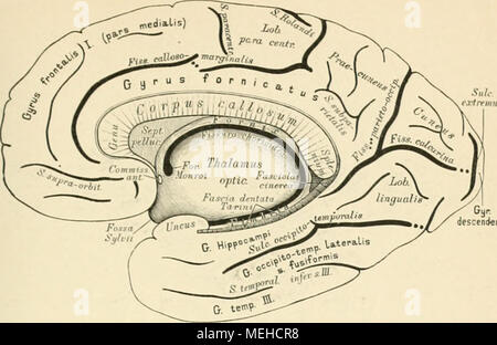 . Die beschreibenden und topographische Anatomie des Menschen. 508. Die rechte Hemisphäre, von innen. / Eberstaller. Sterben bintere Centralwindung ist nach hinten durch den retrocentralis angegrenzt; von Igv ziehen zwei Windungszüge nach hinten; obere* und unteres Scheitelläppchen (Lobulas parietalis superior und inferior); Sterben trennende Furche ist der S. interparietalis; in das untere Scheitelläppchen sehneiden sterben Furchen des Tenipmallappens ein, und es zerfällt demnach in drei hintereinander liegende Abschnitte: G. supramarginalis, G. angularis Es und.praeoccipitalis s. Parietalis posterior. Etw Stockfoto