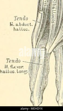 . Die beschreibenden und topographische Anatomie des Menschen. Stockfoto