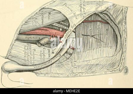 . Die beschreibenden und topographische Anatomie des Menschen. Stockfoto