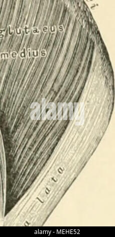 . Die beschreibenden und topographische Anatomie des Menschen. Stockfoto