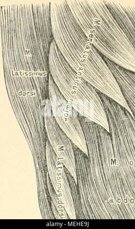 . Die beschreibenden und topographische Anatomie des Menschen. Stockfoto